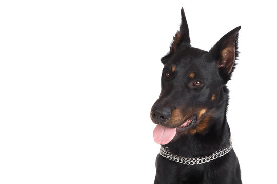 Beauceron Dog Head With Tongue Hanging Out