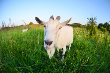 Naklejka na ściany i meble Goat in a green field.Funny Goat Photo shoot