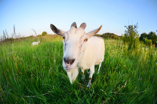 Goat in a green field.Funny Goat Photo shoot