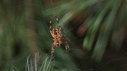 Small orange spider on green background