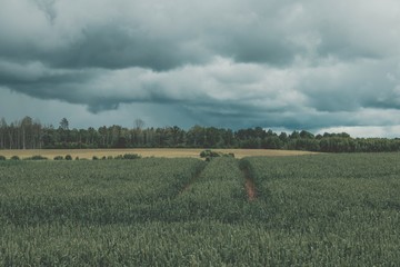 Dark storm clouds before the rain. Latvian landscapes
