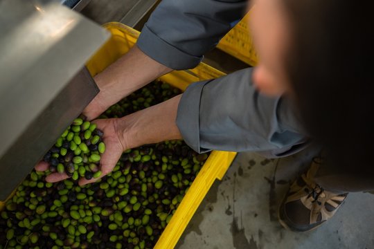 Worker holding harvested olives - Powered by Adobe