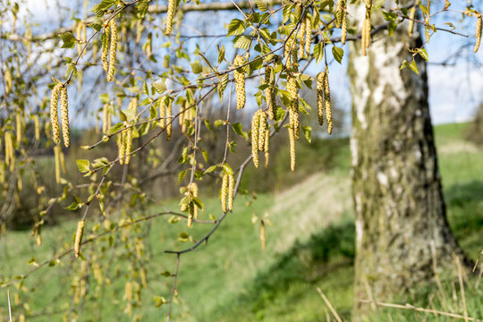 Birkenbl&uuml;te