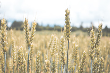  vintage look wheat with forest in the background