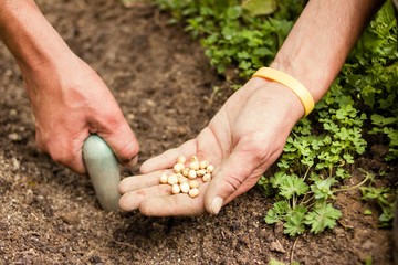 Man sowing seeds in the garden of a village