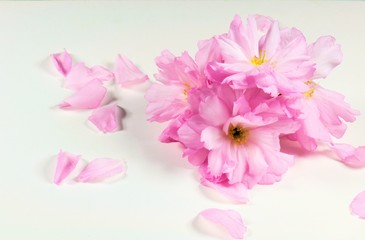 Naklejka na ściany i meble Pink japanese cherry flower and petals. Nature background.