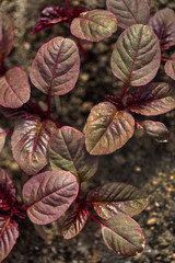 Fototapeta premium amaranth leaves