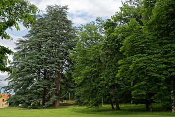 Fototapeta na wymiar Séquoia géant et sapin
