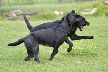 Hunde beim Toben