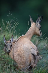 Chamois (Rupicapra rupicapra) Vosges Mountains, France  Gämsen Vogesen