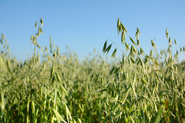 Green Field of oats