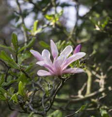 Kwitnąca magnolia