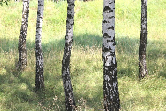 Beautiful white birches in summer in birch grove