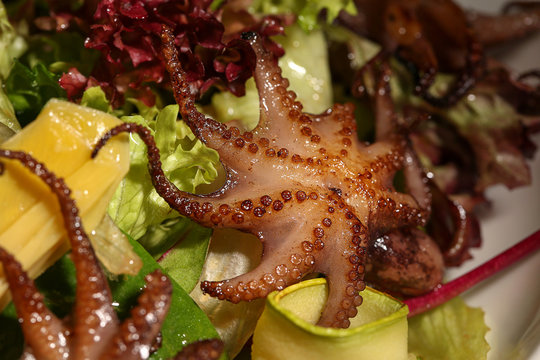 Salad with octopus. Close up