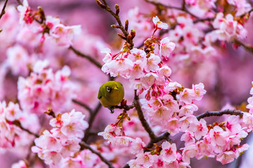 The Japanese White-eye and cherry blossoms. Located in Tokyo Prefecture Japan.
