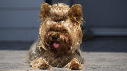 Cute dog Yorkshire Terrier with tongue sticking out is lying on the sun