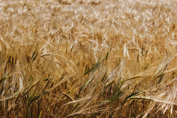 Close up at golden barley field in summer