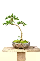 Crédence de cuisine en verre imprimé Bonsaï bonsai tree