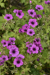 Geranium psilostemon / Géranium vivace