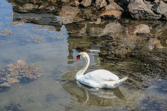 Swan