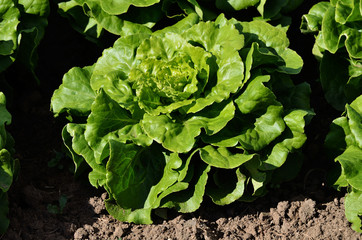 Kopfsalat auf dem Feld