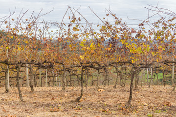 Vineyards in winter, Vale dos Vinhedos valley