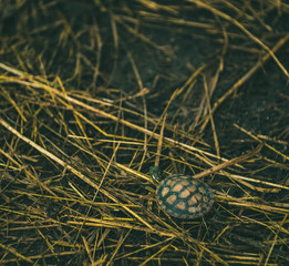 Tiny Turtle
