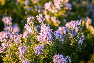 Obraz premium Flowering rosemary