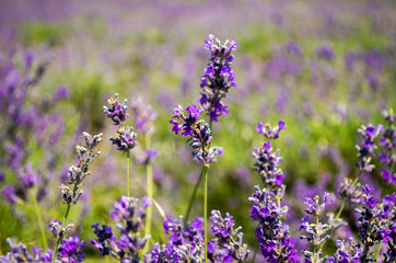 Flowers of lavender