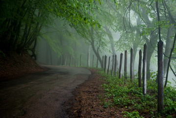 Fototapeta premium Górska droga w mglistym lesie