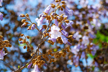 Violet flowers on a tree