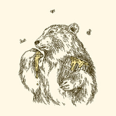 Fototapeta premium Niedźwiedź zjada miodową łapę. Niedźwiedź zjada miodową łapę. Zabytkowy styl. Ilustracji wektorowych.