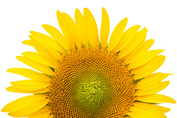 beautiful bright sunflower isolated on white