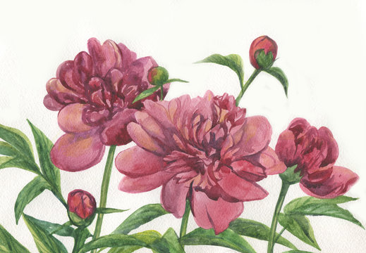 Pink peonies. Watercolor painting