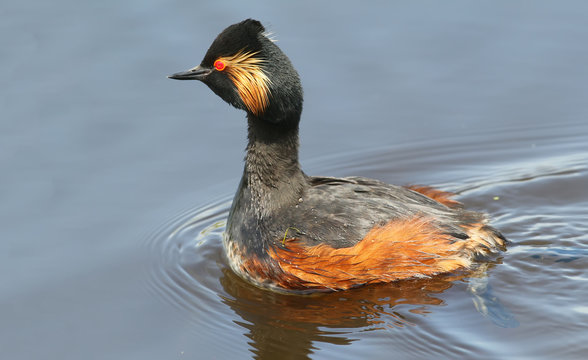 Black Necked Grebe