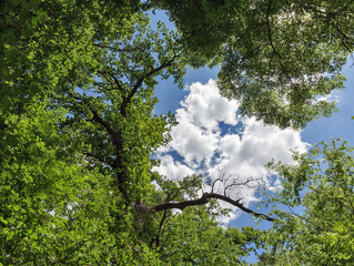 Oak tree crown against blue sky with clouds