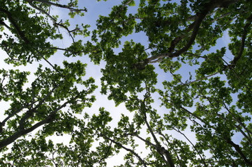 View of trees from the floor.