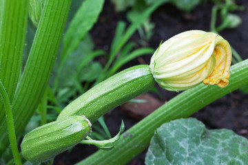 Young courgettes zucchini grow in the garden. Cultivation of ecological clean food products