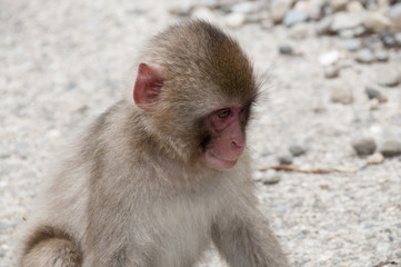 Young snow monkey in the wild