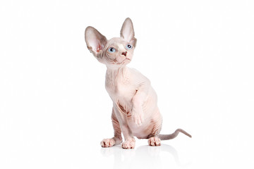 Cat. Canadian sphynx cat kitten on white background