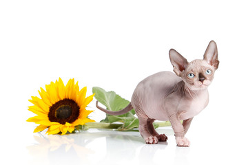 Cat. Canadian sphynx cat kitten on white background