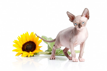 Cat. Canadian sphynx cat kitten on white background