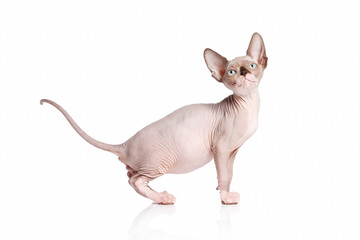 Cat. Canadian sphynx cat kitten on white background