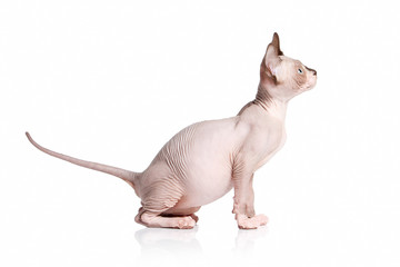 Cat. Canadian sphynx cat kitten on white background
