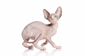 Cat. Canadian sphynx cat kitten on white background