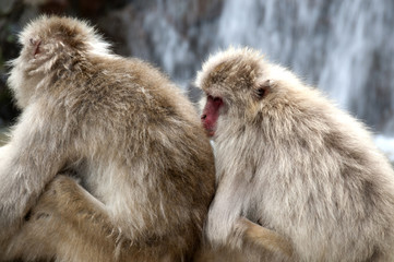 Two Japanese Macaques cuddling up together
