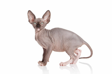 Cat. Elf cat kitten on white background