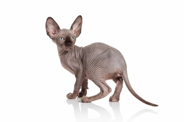 Cat. Elf cat kitten on white background