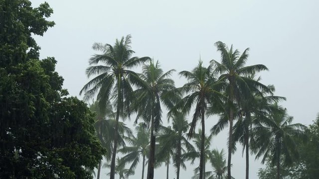 Palm Trees Under Tropical Rain