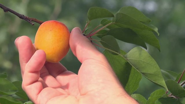 Hand picking ripe apricots in the orchard